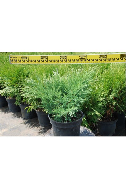 Ялівець козацький Блю Донау - 3л/вис.20-25см/Ø30-40см